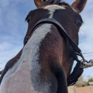 Meet your Posher, Grace